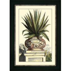 Antique Aloe
