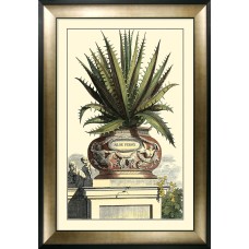 Antique Aloe (Large)